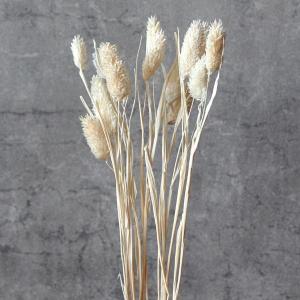 【P5倍中 8/6 9:59まで】 ドライフラワー 花材 即日出荷 【40％OFF】 カナリーグラス クリームホワイト (在庫限り) 穂 スワッグ 花 アスカ ASCA アスカ商会