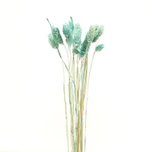 【P5倍中 9/16 9:59まで】 ドライフラワー 花材 即日出荷 【40％OFF】 カナリーグラス シーフォームグリーン (在庫限り) 穂 ブーケ アスカ ASCA アスカ商会