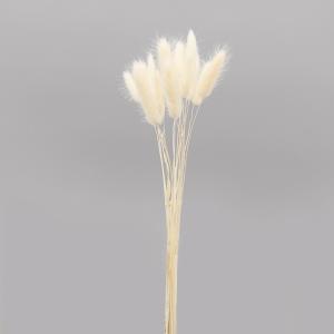 【P10倍中 4/20 9:59迄】 ドライフラワー 花材 即日出荷 【40％OFF】 ラグラス ホワイト (在庫限り) 花材 素材 材料 パーツ 白 花束 アスカ ASCA アスカ商会