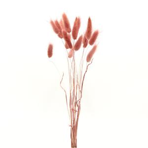 【P5倍中 8/6 9:59まで】 ドライフラワー 花材 即日出荷 【35％OFF】 ラグラス モーブレッド (在庫限り) 花材 素材 材料 パーツ 赤 アスカ ASCA アスカ商会