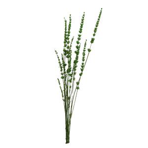 【P5倍中 8/6 9:59まで】 ドライフラワー 花材 即日出荷 【35％OFF】 ラベンダー グリーン (在庫限り) スワッグ ハーバリウム 花材 アスカ ASCA アスカ商会