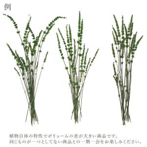 ドライフラワー 花材 即日出荷 ラベンダー グ...の詳細画像3