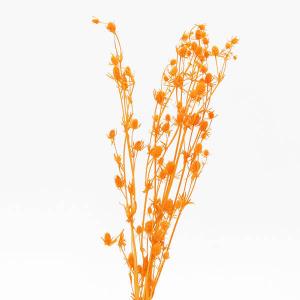 《ドライフラワー 花材》☆出荷☆アスカ エリンジウム