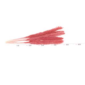 ドライフラワー 花材 即日出荷 テールリード ...の詳細画像2