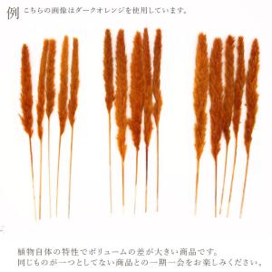 ドライフラワー 花材 即日出荷 テールリード ...の詳細画像3