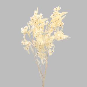 ドライフラワー 花材 即日出荷 【35％OFF】 ホップブッシュ クリームホワイト (在庫限り) 花材 素材 材料 パーツ レジン 白 白素材 アスカ ASCA アスカ商会