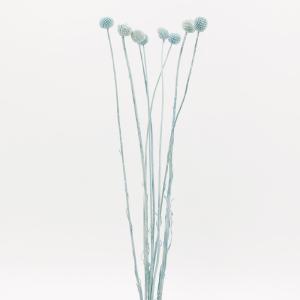 ドライフラワー 花材 即日出荷 クラスぺディア ...の商品画像