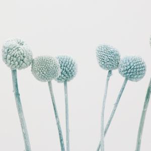 ドライフラワー 花材 即日出荷 クラスぺディア...の詳細画像1