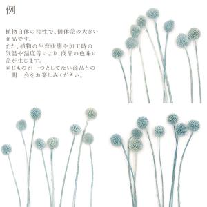 ドライフラワー 花材 即日出荷 クラスぺディア...の詳細画像3