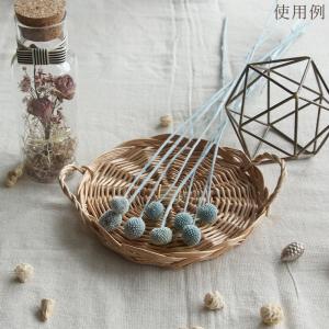 ドライフラワー 花材 即日出荷 クラスぺディア...の詳細画像5