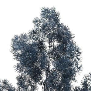 ドライフラワー 花材 即日出荷 ミリオグラタス...の詳細画像1