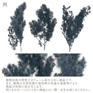 ドライフラワー 花材 即日出荷 ミリオグラタス...の詳細画像3