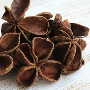 ドライフラワー 花材 即日出荷 MMロータスフ...の詳細画像1