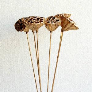 ドライフラワー 花材 即日出荷 RMロータススティック ゴールド 6個 ハス 蓮 ゴールド 花材 素材 材料 インテリア クリスマス ディスプレイ アレンジ 装飾
