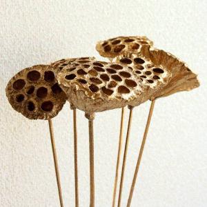 ドライフラワー 花材 即日出荷 RMロータスス...の詳細画像1