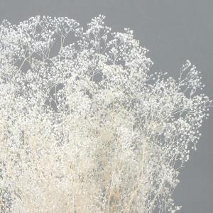 プリザーブドフラワー 花材 即日出荷 ミニカス...の詳細画像2