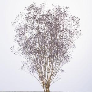 プリザーブドフラワー 花材 即日出荷 ミニカスミ...の商品画像