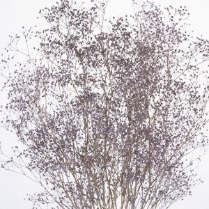 プリザーブドフラワー 花材 即日出荷 ミニカス...の詳細画像1