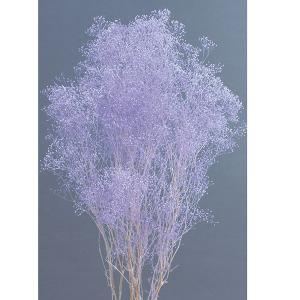 プリザーブドフラワー 花材 即日出荷 ミニカスミ草 エンジェルパープル かすみ カスミ カスミ草 かすみ草 プリザーブドフラワー スワッグ ブーケ 大地農園