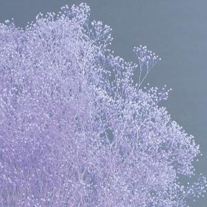 プリザーブドフラワー 花材 即日出荷 ミニカス...の詳細画像1