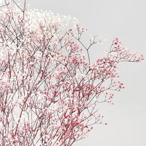 プリザーブドフラワー 花材 即日出荷 ミニカス...の詳細画像2