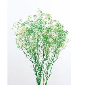 プリザーブドフラワー 花材 即日出荷 ミニカスミ草・フラワーベール 白/グリーン かすみ カスミ カスミ草 かすみ草 プリザーブドフラワー ブーケ 大地農園