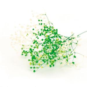プリザーブドフラワー 花材 即日出荷 ミニカス...の詳細画像1
