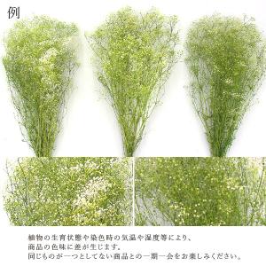 プリザーブドフラワー 花材 即日出荷 ミニカス...の詳細画像3