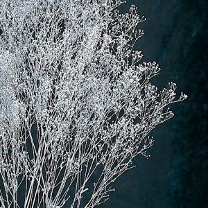 プリザーブドフラワー 花材 即日出荷 スーパー...の詳細画像1