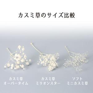 プリザーブドフラワー 花材 即日出荷 カスミ草...の詳細画像2
