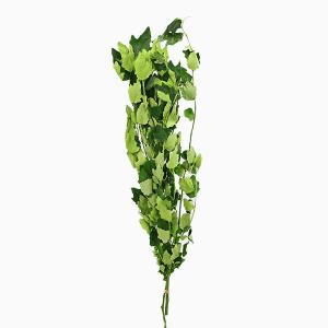 プリザーブドフラワー 花材 即日出荷 【50%OFF】特価 ワケあり ギンドロヤナギ グリーン (在庫限り) リーフ 葉 プリザーブドフラワー スワッグ 花 大地農園