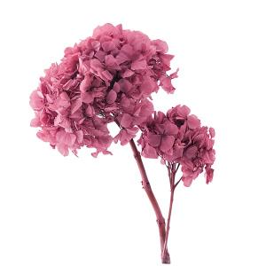 プリザーブドフラワー花材 花種類 アジサイ アレンジメント用品 資材 花 ガーデニング 通販 Yahoo ショッピング