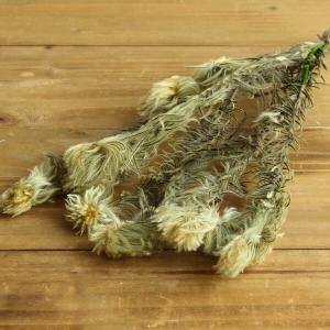 【P10倍中 4/20 9:59迄】 ドライフラワー 花材 即日出荷 フィリカ ナチュラル ドライフラワー スワッグ ブーケ ドライフラワー花束 リース 花材 大地農園