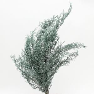 プリザーブドフラワー 花材 即日出荷 ブルーアイ...の商品画像