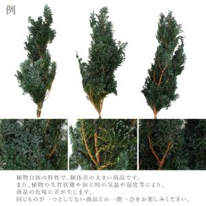 プリザーブドフラワー 花材 即日出荷 ヒムロス...の詳細画像3