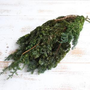 《プリザーブドフラワー 花材》出荷大地農園 ソフトヒムロスギ