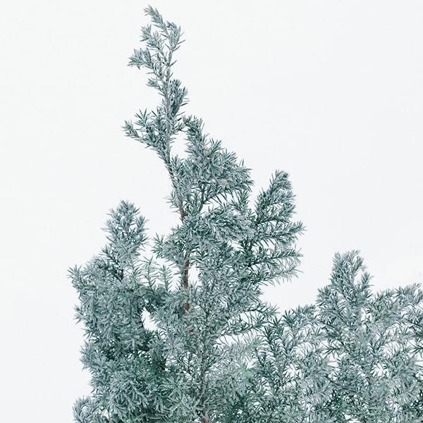 【P5倍中 12/02 09:59迄】 プリザーブドフラワー 花材 即日出荷 ヒムロスギ フロッキー...