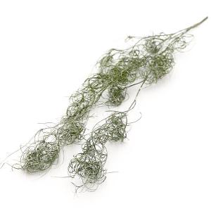プリザーブドフラワー 花材 即日出荷 ゴアナクロ...の商品画像