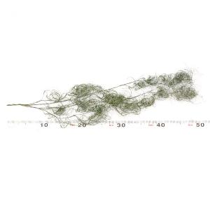 プリザーブドフラワー 花材 即日出荷 ゴアナク...の詳細画像2