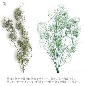 プリザーブドフラワー 花材 即日出荷 ゴアナク...の詳細画像3