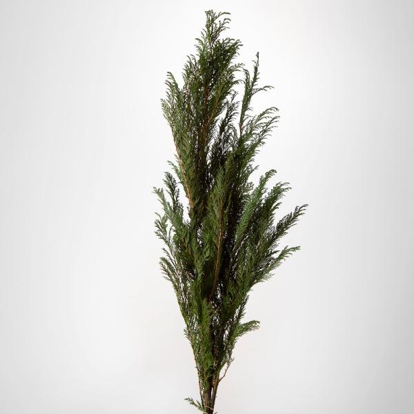 プリザーブドフラワー 花材 即日出荷 コヒバ 花材 素材 材料 パーツ ドライフラワー 葉 リーフ ...