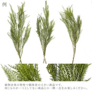 プリザーブドフラワー 花材 即日出荷 グレビレ...の詳細画像3