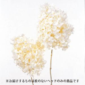 プリザーブドフラワー 花材 即日出荷 ピラミッドアジサイ・ヘッド オフホワイト ドライフラワー ピラミッドアジサイ オフホワイト 白 あじさい 大地農園
