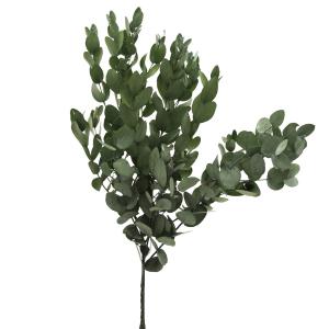 《プリザーブドフラワー 花材》出荷大地農園 ユーカリ・シネレア(国産)