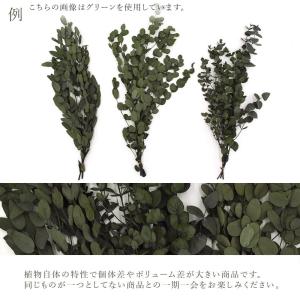 プリザーブドフラワー 花材 即日出荷 ユーカリ...の詳細画像3