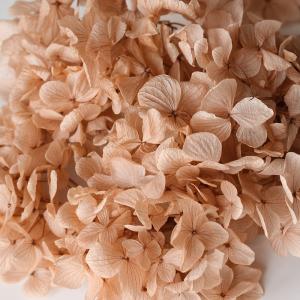 プリザーブドフラワー 花材 即日出荷 ゆめアジ...の詳細画像1