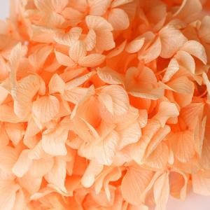 プリザーブドフラワー 花材 即日出荷 ゆめアジ...の詳細画像1