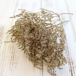 ドライフラワー 花材 即日出荷 テトラゴナナッツ ワイルドフラワー