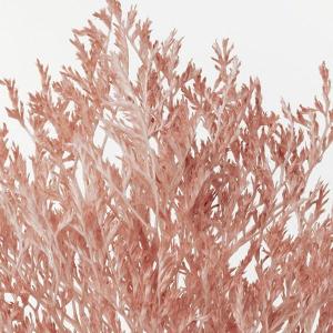 プリザーブドフラワー 花材 即日出荷 【45%...の詳細画像1