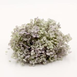 天然素材 メタセコイアの実20個 木の実 : 素材屋・金魚 - 通販 - Yahoo